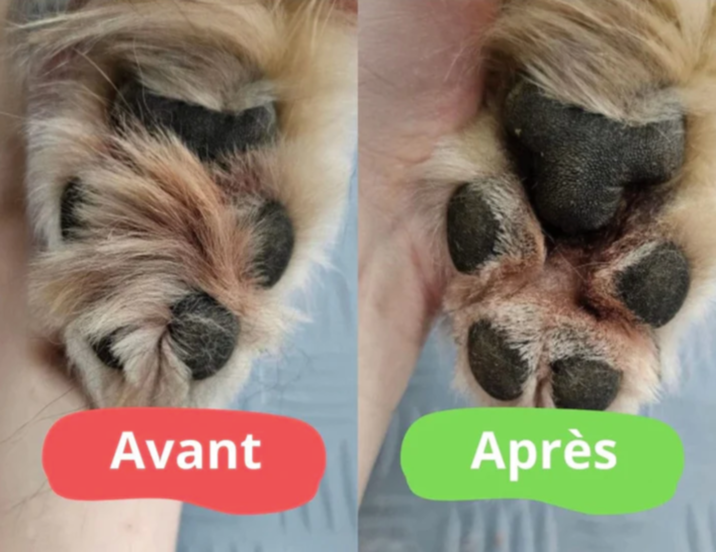 Tondeuse chien et chat - CleanPaws™