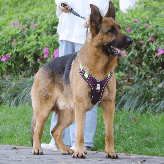 Universal - Harnais pour chiens sans traction Harnais pour animaux de  compagnie réglable Gilet pour chiens à remplissage souple (L) - Equipement  de transport pour chien - Rue du Commerce