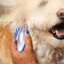 brosse-chien