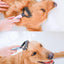 brosse-pour-chien-ergonomique
