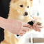 coupe-ongles-pour-chien-électrique