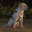 harnais-chien-anti-traction