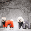 manteau-petit-chien-style